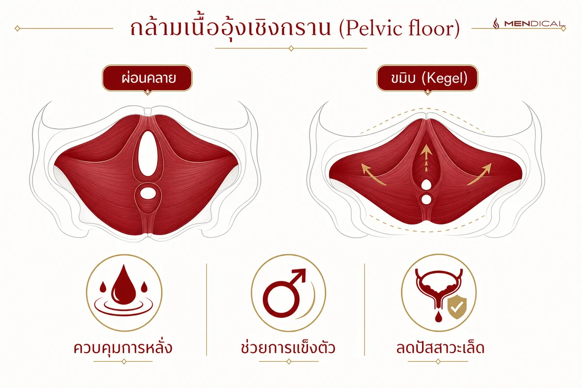 กล้ามเนื้ออุ้งเชิงกราน (Pelvic floor) คือกล้ามเนื้อที่ฝึกด้วยท่าขมิบ (Kegel) — ช่วยควบคุมการหลั่ง การแข็งตัว และลดปัสสาวะเล็ด