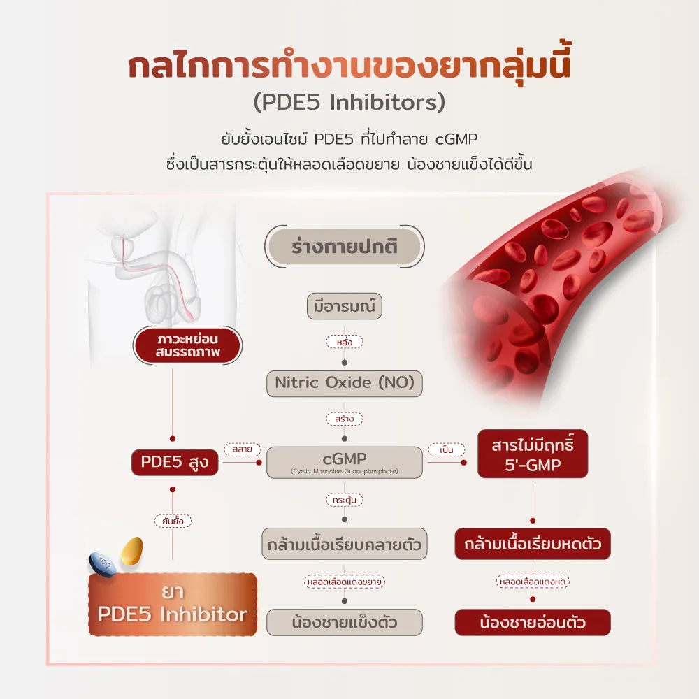 กลไกการทำงานของยากลุ่ม PDE5 Inhibitors